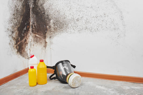 Best Toxic Mold Removal  in Sarcoxie, MO