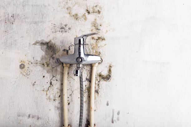 Best Mold Removal Company Near Me  in Sarcoxie, MO