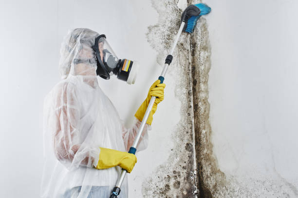 Best Certified Mold Removal  in Sarcoxie, MO
