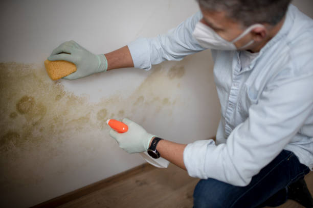 Best Home Mold Removal  in Sarcoxie, MO