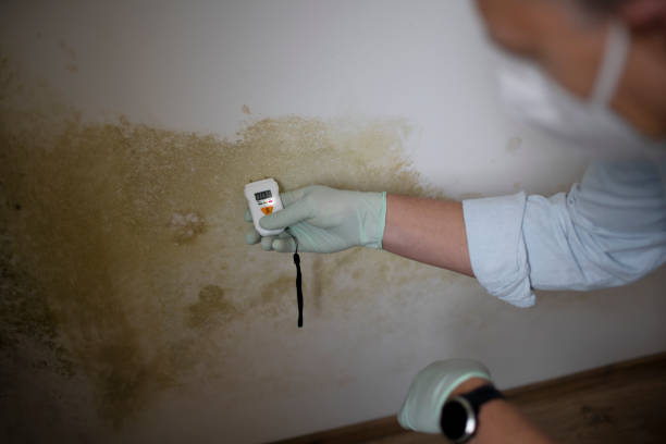Best Commercial Mold Removal  in Sarcoxie, MO