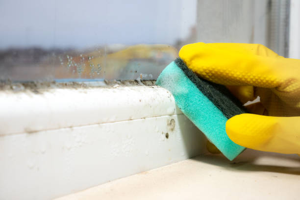 Trusted Sarcoxie, MO Mold Removal Experts