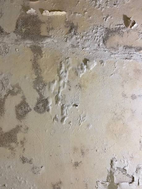 Best Home Mold Removal  in Sarcoxie, MO