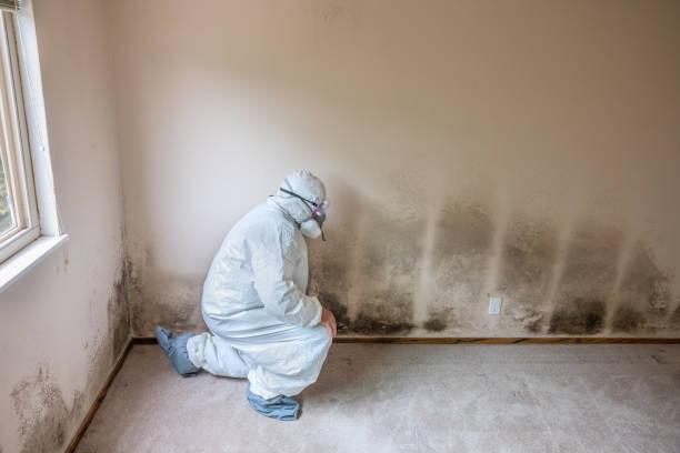 Best Local Mold Removal Service  in Sarcoxie, MO
