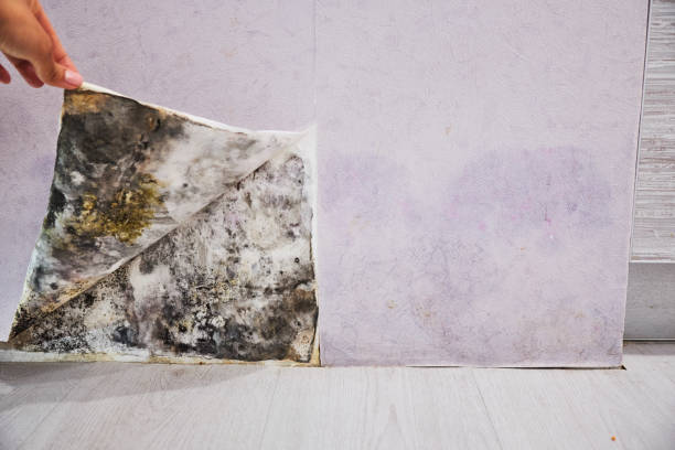 Best Local Mold Removal Service  in Sarcoxie, MO